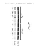 SAPOSIN-A DERIVED PEPTIDES AND USES THEREOF diagram and image