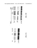 SAPOSIN-A DERIVED PEPTIDES AND USES THEREOF diagram and image