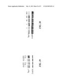 SAPOSIN-A DERIVED PEPTIDES AND USES THEREOF diagram and image