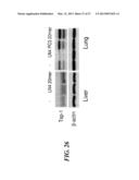 SAPOSIN-A DERIVED PEPTIDES AND USES THEREOF diagram and image