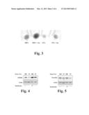 Methods and Compounds Regulating the Erythroid Response to Iron Deficiency diagram and image