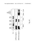 Drug Combination Comprising A Glycolysis Inhibitor And A Tyrosine Kinase     Inhibitor diagram and image