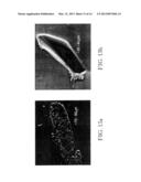 COMPOSITIONS CONTAINING BORANE OR CARBORANE CAGE COMPOUNDS AND RELATED     APPLICATIONS diagram and image