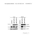 TRANSGENIC SOYBEAN PLANTS EXHIBITING IMPROVED INNATE IMMUNITY diagram and image