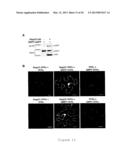 TRANSGENIC SOYBEAN PLANTS EXHIBITING IMPROVED INNATE IMMUNITY diagram and image