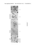 CHITOSAN DERIVATIVES FOR INACTIVATION OF ENDOTOXINS AND SURFACE PROTECTION     OF NANOPARTICLES diagram and image