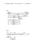 GENETICALLY MODIFIED PARAMYXOVIRUS FOR TREATMENT OF TUMOR DISEASES diagram and image