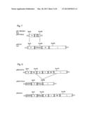 GENETICALLY MODIFIED PARAMYXOVIRUS FOR TREATMENT OF TUMOR DISEASES diagram and image