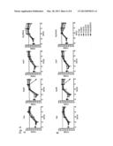 GENETICALLY MODIFIED PARAMYXOVIRUS FOR TREATMENT OF TUMOR DISEASES diagram and image