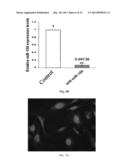 Method for Modulating MicroRNA Content in Living Beings and the Use     Thereof diagram and image