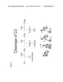 ANTIBODIES TO THE C3d FRAGMENT OF COMPLEMENT COMPONENT 3 diagram and image