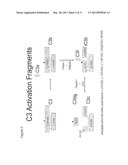 ANTIBODIES TO THE C3d FRAGMENT OF COMPLEMENT COMPONENT 3 diagram and image