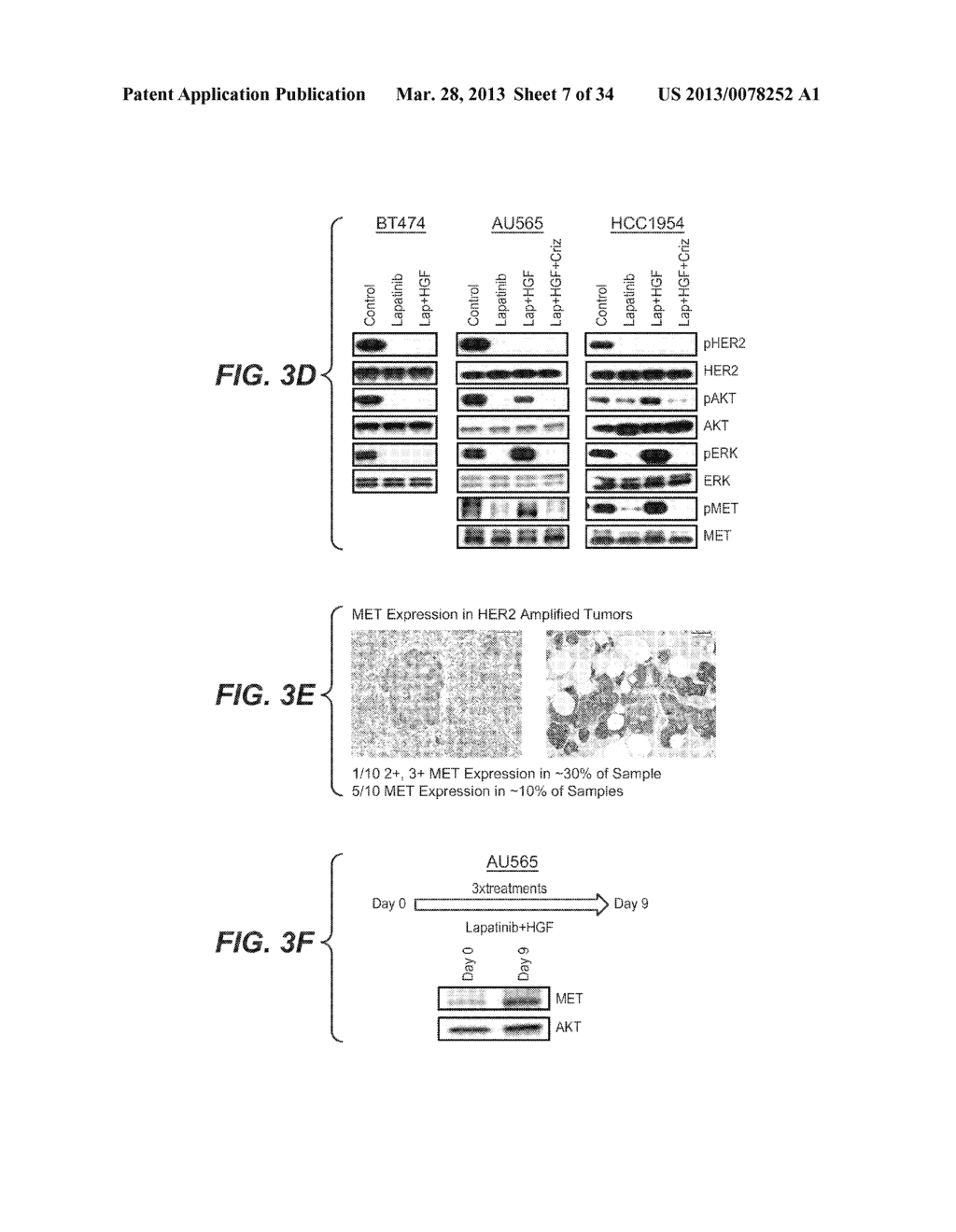 COMBINATION TREATMENTS COMPRISING C-MET ANTAGONISTS AND B-RAF ANTAGONISTS - diagram, schematic, and image 08