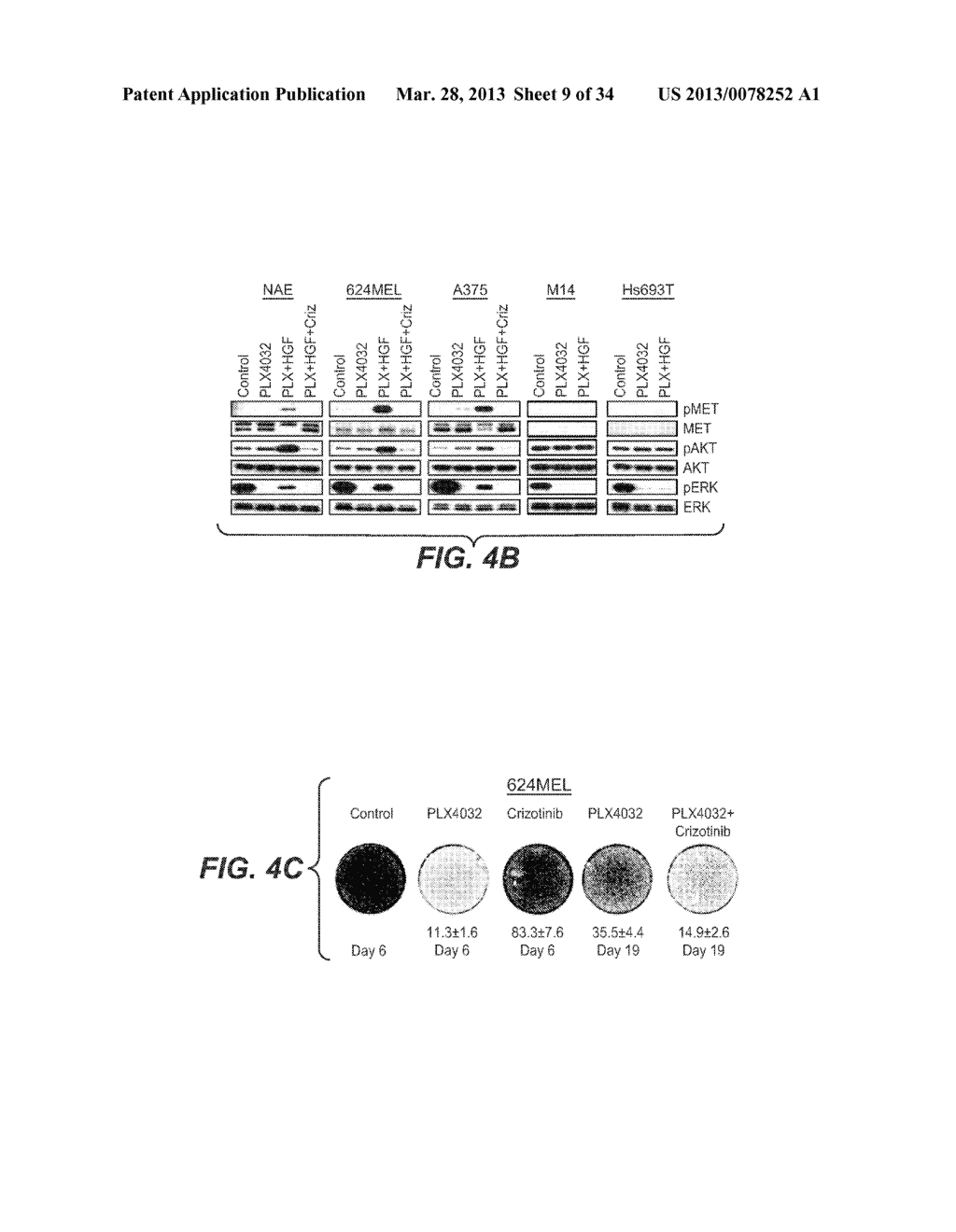 COMBINATION TREATMENTS COMPRISING C-MET ANTAGONISTS AND B-RAF ANTAGONISTS - diagram, schematic, and image 10