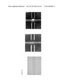 ARTIFICIAL IMMUNE SYSTEM: METHODS OF USE diagram and image