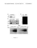 METHODS AND COMPOSITIONS FOR DETECTING PROTEIN MODIFICATIONS diagram and image