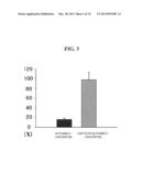 CAFFEOYLALPHANEOENDORPHIN PEPTIDE DERIVATIVE AND USE THEREOF AS     ANTI-ITCHING AND ANTI-ATOPIC AGENTS diagram and image