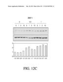 ANTIGEN BINDING PROTEINS TO PROPROTEIN CONVERTASE SUBTILISIN KEXIN TYPE 9     (PCSK9) diagram and image