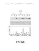 ANTIGEN BINDING PROTEINS TO PROPROTEIN CONVERTASE SUBTILISIN KEXIN TYPE 9     (PCSK9) diagram and image