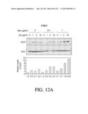 ANTIGEN BINDING PROTEINS TO PROPROTEIN CONVERTASE SUBTILISIN KEXIN TYPE 9     (PCSK9) diagram and image