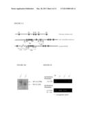 NRIP KNOCKOUT MICE AND USES THEREOF diagram and image