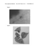 NOVEL FIBER-PREFERENTIAL PROMOTER IN COTTON diagram and image