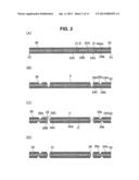 MULTILAYER PRINTED WIRING BOARD AND METHOD FOR MANUFACTURING MULTILAYER     PRINTED WIRING BOARD diagram and image