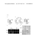 NOVEL ANTI-CLATHRIN HEAVY CHAIN MONOCLONAL ANTIBODY FOR INHIBITION OF     TUMOR ANGIOGENESIS AND GROWTH AND APPLICATION THEREOF diagram and image