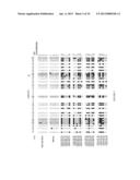 METHYLATED CODING AND NON-CODING RNA GENES AS DIAGNOSTIC AND THERAPEUTIC     TOOLS FOR HUMAN MELANOMA diagram and image