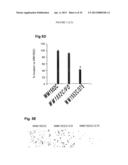 METHYLATED CODING AND NON-CODING RNA GENES AS DIAGNOSTIC AND THERAPEUTIC     TOOLS FOR HUMAN MELANOMA diagram and image