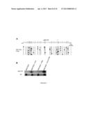 METHYLATED CODING AND NON-CODING RNA GENES AS DIAGNOSTIC AND THERAPEUTIC     TOOLS FOR HUMAN MELANOMA diagram and image