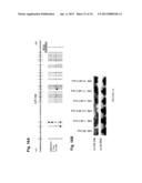 METHYLATED CODING AND NON-CODING RNA GENES AS DIAGNOSTIC AND THERAPEUTIC     TOOLS FOR HUMAN MELANOMA diagram and image