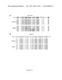 METHYLATED CODING AND NON-CODING RNA GENES AS DIAGNOSTIC AND THERAPEUTIC     TOOLS FOR HUMAN MELANOMA diagram and image