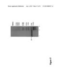 PURE FILAMENTOUS BACTERIOPHAGE AND METHODS OF PRODUCING SAME diagram and image