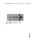 PURE FILAMENTOUS BACTERIOPHAGE AND METHODS OF PRODUCING SAME diagram and image