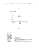 NOVEL SOIL MICROORGANISM, NOVEL OXIDOREDUCTASE SEPARATED FROM THE SOIL     MICROORGANISM, GENE ENCODING THE OXIDOREDUCTASE, AND METHOD FOR PRODUCING     AGLYCONES USING THE MICROORGANISM, THE OXIDOREDUCTASE AND THE GENE diagram and image