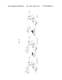 NOVEL SOIL MICROORGANISM, NOVEL OXIDOREDUCTASE SEPARATED FROM THE SOIL     MICROORGANISM, GENE ENCODING THE OXIDOREDUCTASE, AND METHOD FOR PRODUCING     AGLYCONES USING THE MICROORGANISM, THE OXIDOREDUCTASE AND THE GENE diagram and image