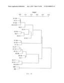 Antibody Categorization Based on Binding Characteristics diagram and image