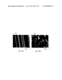 Counting Bacteria and Determining Their Susceptibility to Antibiotics diagram and image