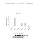 PHARMACEUTICAL COMPOSITION TO PREVENT AND TREAT ALZHEIMER S DISEASE     COMPRISING GCP II MUTANT diagram and image