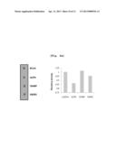 PHARMACEUTICAL COMPOSITION TO PREVENT AND TREAT ALZHEIMER S DISEASE     COMPRISING GCP II MUTANT diagram and image