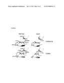 Antibodies with Enhanced or Suppressed Effector Function diagram and image