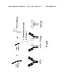 METHOD FOR MAKING HETEROMULTIMERIC POLYPEPTIDES diagram and image