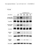 RON Binding Constructs and Methods of Use Thereof diagram and image