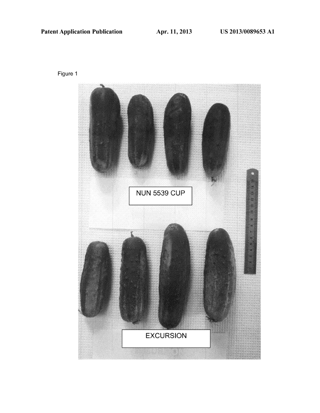 NEW CUCUMBER VARIETY NUN 5539 CUP - diagram, schematic, and image 02