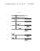 ISOFORMS OF THE HUMAN SST5 RECEPTOR ORIGINATED BY ALTERNATIVE SPLICING AND     OLIGONUCLEOTIDE PAIRS TO DETECT THEM BY PCR diagram and image