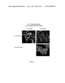 Assay for Detection of Transient Intracellular CA2+ diagram and image