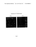 Assay for Detection of Transient Intracellular CA2+ diagram and image