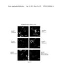 Assay for Detection of Transient Intracellular CA2+ diagram and image