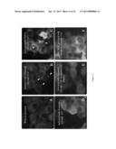 Assay for Detection of Transient Intracellular CA2+ diagram and image